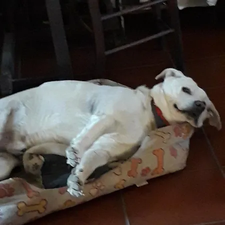 Da Franca-2